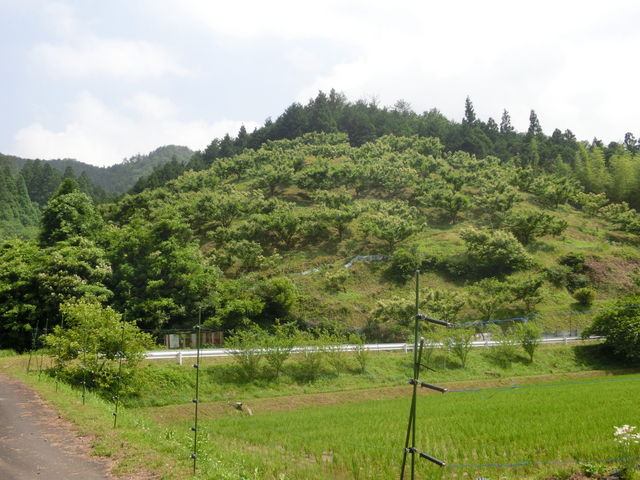 栗拾い用栗山
_真楽園