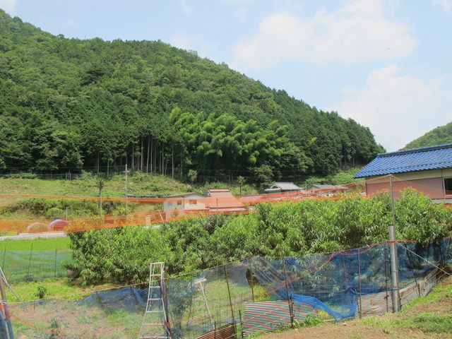 桃の畑_真楽園