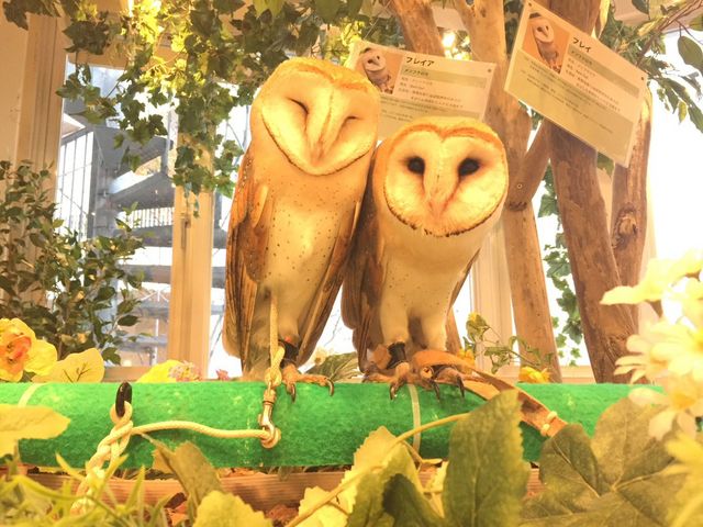 フクロウのお庭