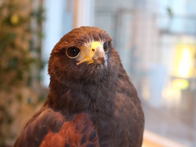 フクロウのお庭