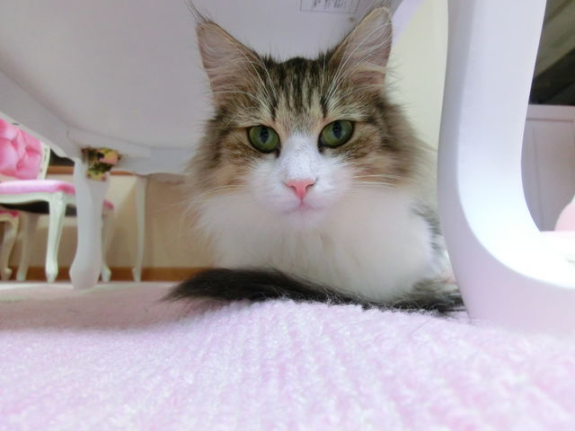 ノルウェージャンフォレスト『アロマ』ちゃん。_ねこと遊べるお店 にゃおかふぇ