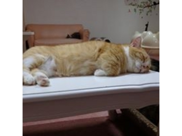 マンチカン『モコ』ちゃん。_ねこと遊べるお店 にゃおかふぇ