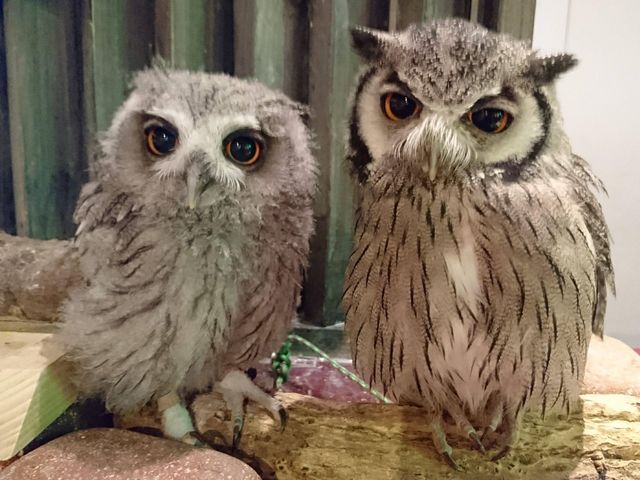 ちっちゃなフクロウさんもいるのでお子様も楽しめます。_フクロウカフェ オウルドベース