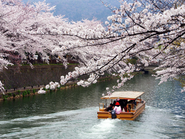岡崎桜回廊十石舟めぐり_和gan
