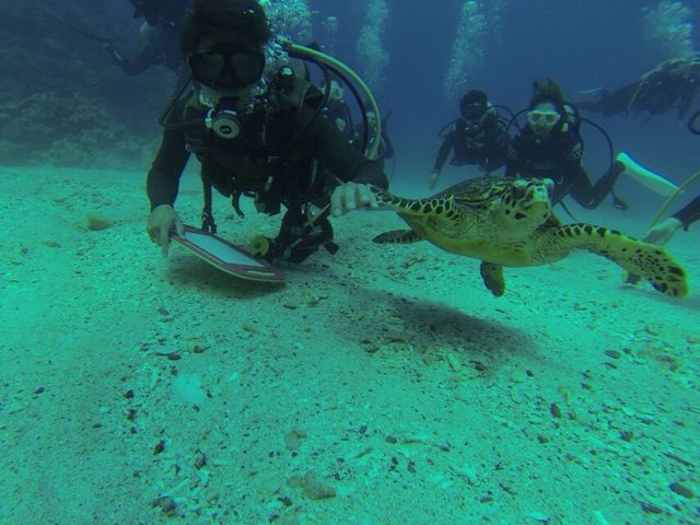 子ウミガメとのベストショット_キングフィッシャー沖縄