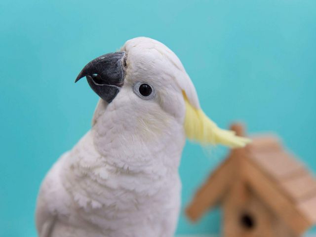 ことりのおうち