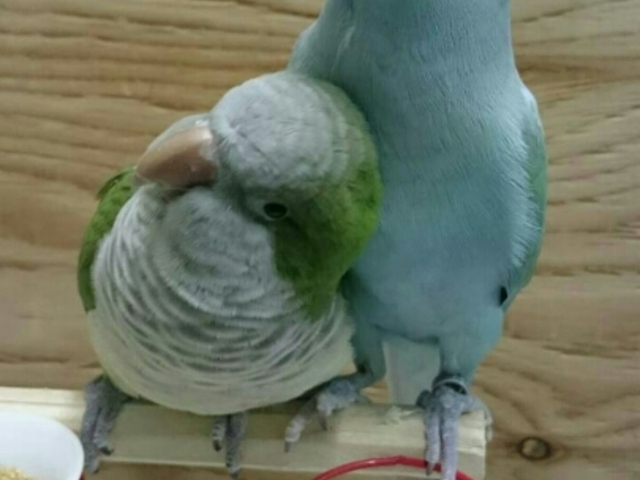 ことりのおうち