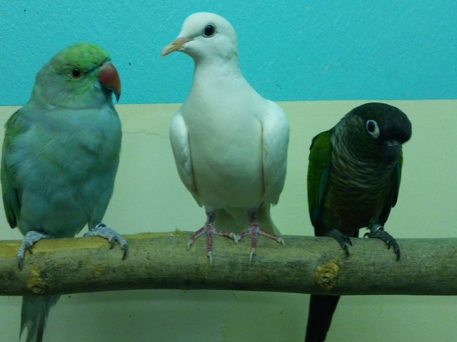 ことりのおうち