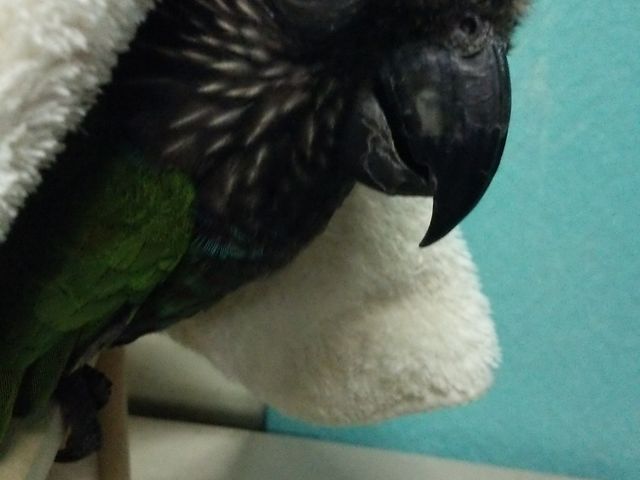 ことりのおうち