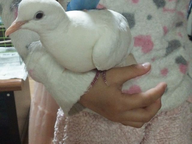 ことりのおうち