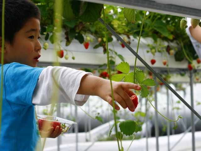 真っ赤な完熟苺でお腹がいっぱい。_Baby Berry Farm