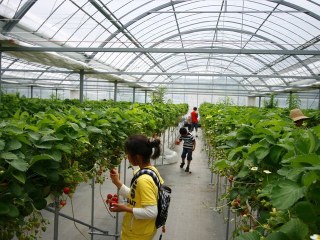 通路は広くハウス内は綺麗_Baby Berry Farm