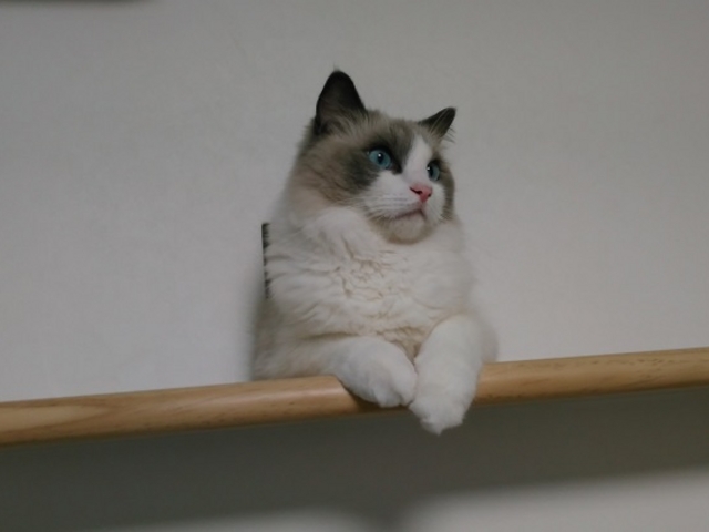 ラグドールの美しさが際立つゆずさま_猫カフェ にゃーにゃーにゃー