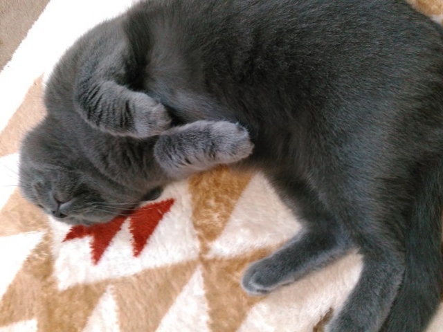 ブリティッシュショートヘアのあんずさん_猫カフェ にゃーにゃーにゃー
