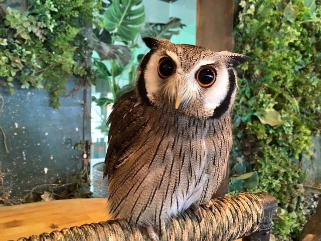 フクロウカフェクルー