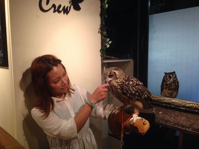フクロウカフェクルー