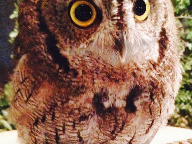 フクロウカフェクルー