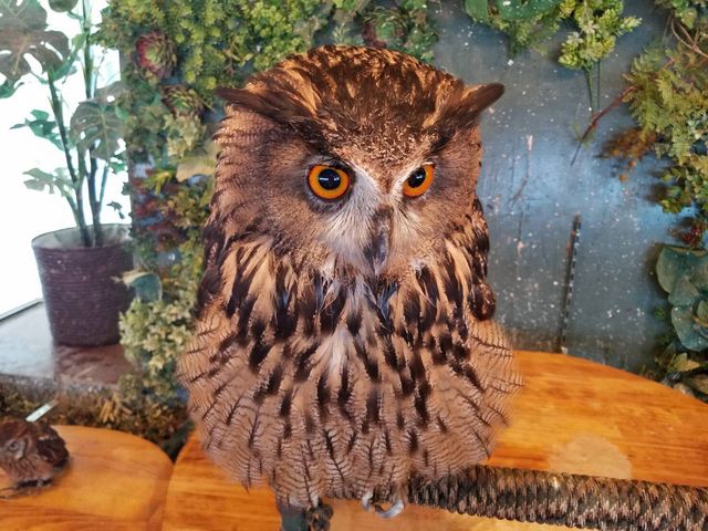 フクロウカフェクルー