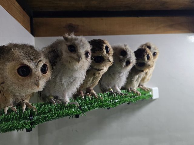 当店で産まれたヒナ達_ふくろうの家