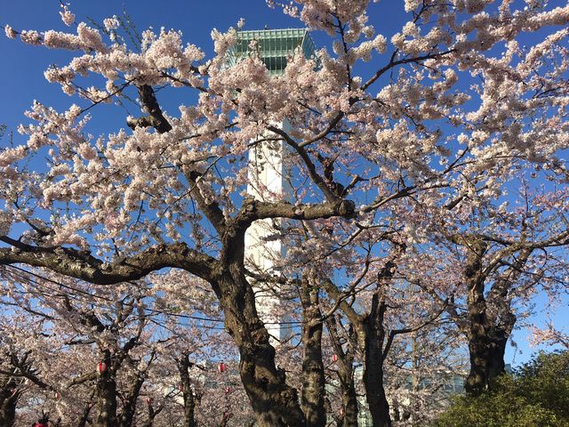 五稜郭公園_中村観光タクシー