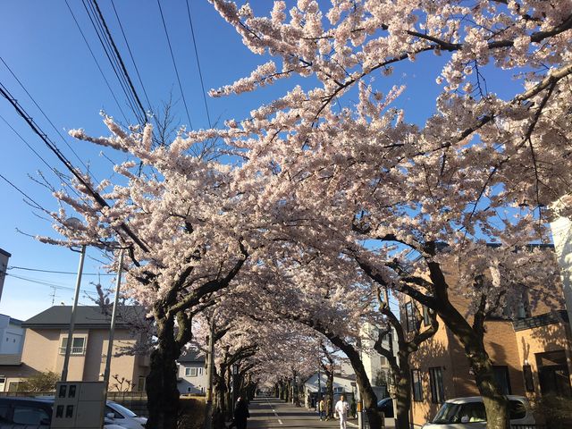 桜ヶ丘通り_中村観光タクシー