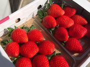 池いちご園の写真4