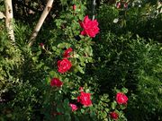 海老名自然工房の写真4