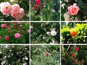 海老名自然工房の写真3