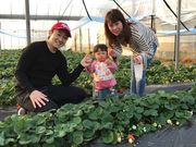 広川いちご園の写真4