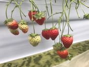ベリーズ司園の写真4