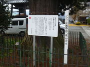 正覚寺のコウヤマキの写真1