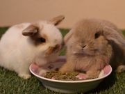 うさぎに出会えるカフェ・ミニヨンの写真2