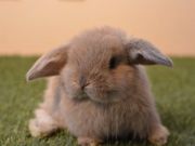 うさぎに出会えるカフェ・ミニヨンの写真3