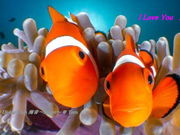 ダイビングクラブ海音の写真3