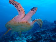 ダイビングクラブ海音の写真4