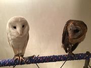 フクロウカフェもふもふ銀座店の写真2