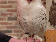 フクロウカフェもふもふ銀座店の写真3