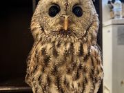 フクロウカフェもふもふ銀座店の写真4