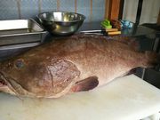 海ごはん山ごはん マルキヨの写真3
