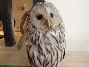 フクロウカフェ オウルドベースの写真2