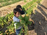山末農園の写真2