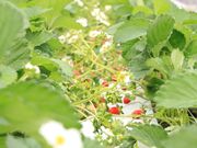 いちごきらりの写真2