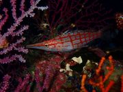 マリンプラザ Y'sDreamの写真4