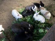 むさしのふぁーむの写真2