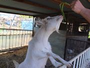 むさしのふぁーむの写真3