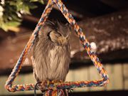 フクロウカフェ ふくろうマジック 表参道の写真2