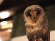 フクロウカフェ ふくろうマジック 表参道の写真3