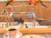 とりカフェ Bird cageの写真3