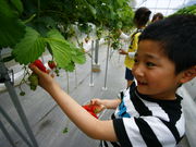 Baby Berry Farmの写真2