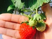 Baby Berry Farmの写真3